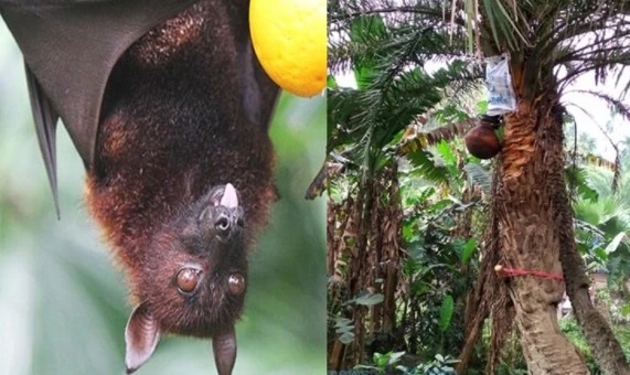 ৩৫ জেলায় নিপাহ ভাইরাস শনাক্ত খেজুর রস পানে সতর্কতা জারি